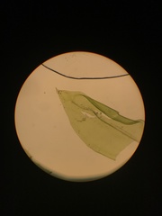 Cryphaea patens