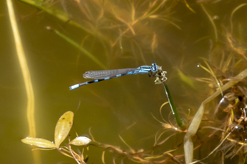 iNaturalist observation photo of Tule Bluet