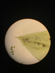 Cryphaea patens