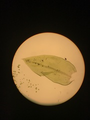 Cryphaea patens