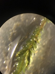 Cryphaea patens