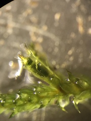 Cryphaea patens