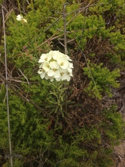 Erysimum concinnum