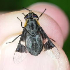 Chrysops cincticornis