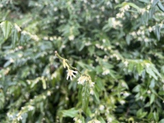 Sarcococca ruscifolia