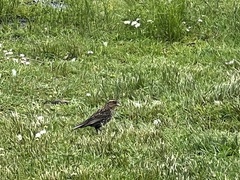 Agelaius phoeniceus caurinus