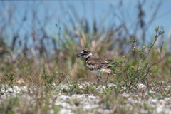 Charadrius vociferus image