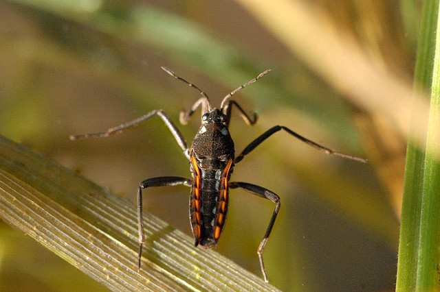 Water Cricket