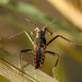 Capra's Water Cricket - Photo (c) James K. Lindsey, some rights reserved (CC BY-SA)