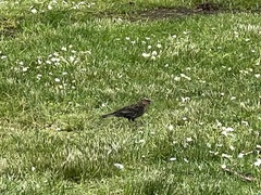 Agelaius phoeniceus caurinus