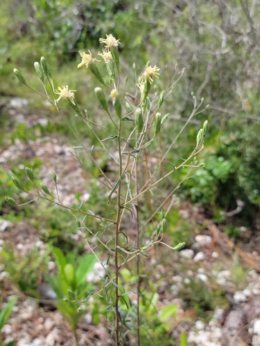 Brickellia mosieri, photograph 2
