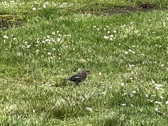 Agelaius phoeniceus caurinus