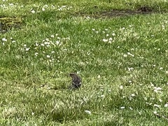 Agelaius phoeniceus caurinus