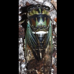 Neotibicen lyricen virescens