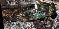 Neotibicen lyricen virescens