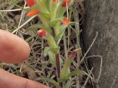 Castilleja scorzonerifolia