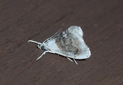 Lipocosmodes fuliginosalis