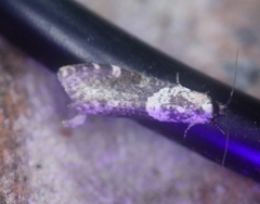 Lepidoscia heliochares