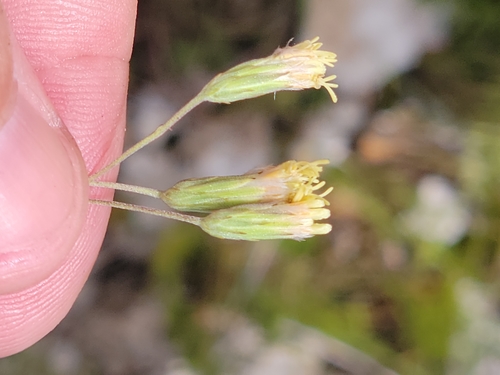 Image of Florida False Boneset (Brickellia mosieri) by (c) Jay Horn, some rights reserved (CC BY)