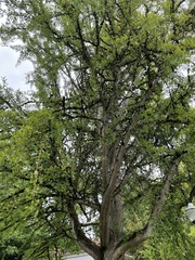Bartheletia