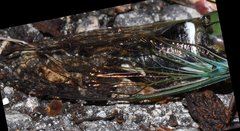 Neotibicen lyricen virescens