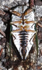 Neotibicen lyricen virescens
