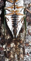 Neotibicen lyricen virescens