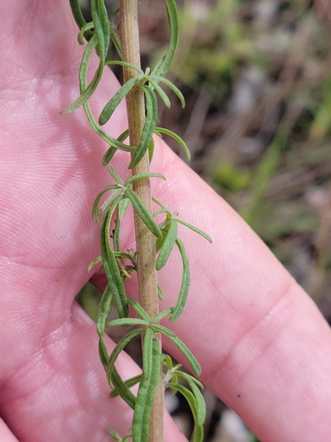 Image of Florida False Boneset (Brickellia mosieri) by (c) Jay Horn, some rights reserved (CC BY)
