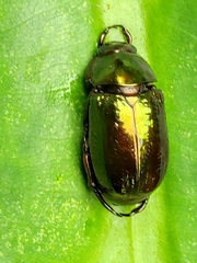 Pelidnota glabra