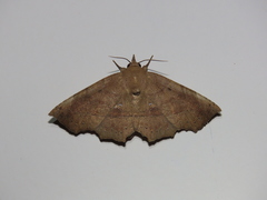 Syllectra congemmalis