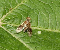 Chrysopilus quadratus