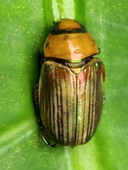 Pelidnota bertrandi