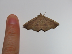 Syllectra congemmalis