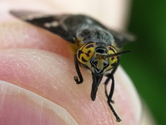 Chrysops cincticornis