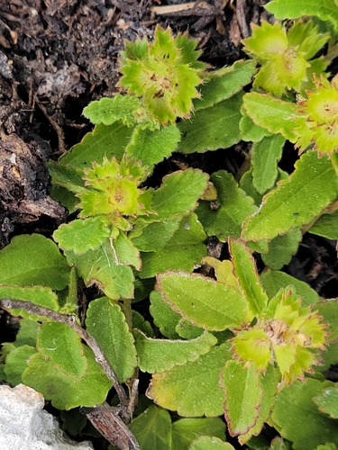 Image of Acalypha chamaedrifolia by (c) Jay Horn, some rights reserved (CC BY)