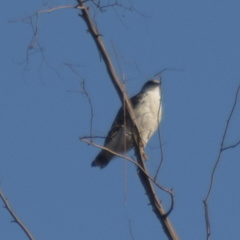 Geranoaetus polyosoma polyosoma