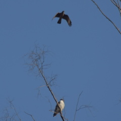 Geranoaetus polyosoma polyosoma