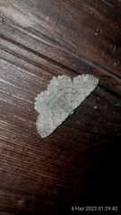 Dicrognophos sartata