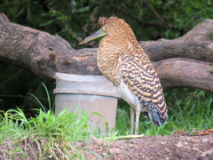 Tigrisoma
