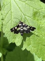 Pseudothyris sepulchralis