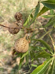 Aesculus glabra arguta