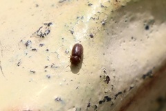 Stegobium