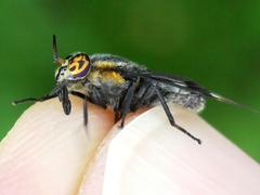 Chrysops cincticornis