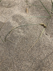 Carex sabulosa