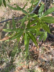 Aesculus glabra arguta