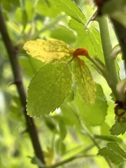 Phragmidium rosae-multiflorae