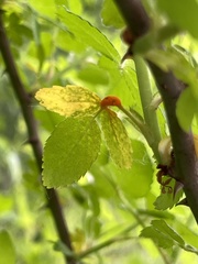 Phragmidium rosae-multiflorae