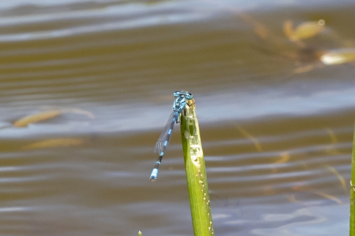 iNaturalist observation photo of Bluets