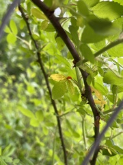 Phragmidium rosae-multiflorae