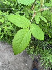 Phragmidium rosae-multiflorae